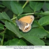 coenonympha arcania pyatigorsk female1